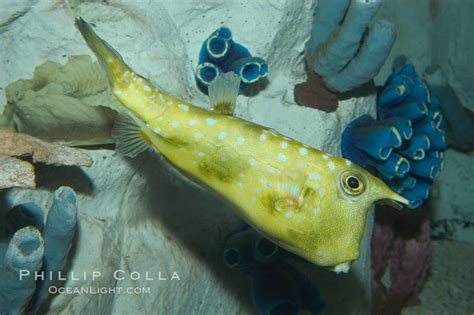 Longhorn Cowfish (Lactoria cornuta) .
